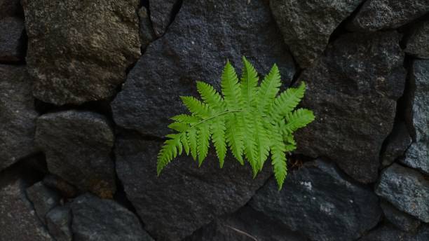 Ferns grow ferns that grow on building foundation rocks in Indonesia.  September 22, 2023 in the morning. koru pattern stock pictures, royalty-free photos & images