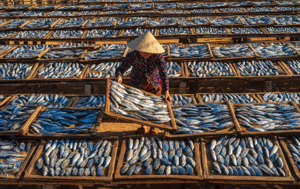Drying croaker fishes Drone view of a worker is drying croaker fishes- in Long Hai district, Ba Ria city, Ba Ria Vung Tau province, south Vietnam raw croaker fish stock pictures, royalty-free photos & images