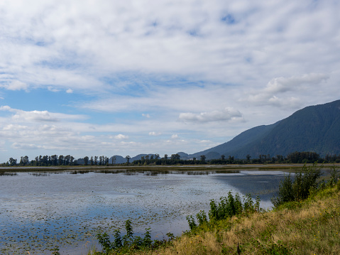 Landscape and views from Grant narrows park - an ecological reserves in Pitt Meadows, BC, Canada