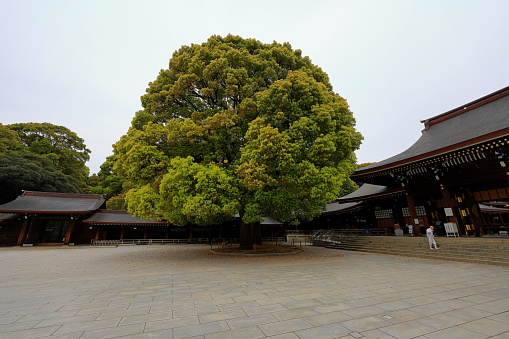 Tokyo, Japan- April 5th, 2023: Meiji Jingu (Shinto shrine surrounded by forest) in Shibuya City, Tokyo, Japan.