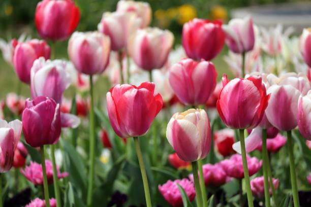 istock Beautiful tulips in japan 1694677549