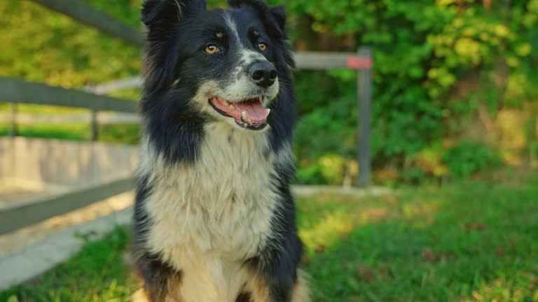 SLO MO Cute Border Collies Relaxing on Meadow in Countryside