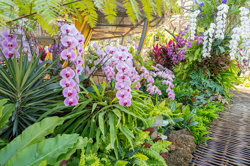 Walkway in Colorful Orchids in the Garden