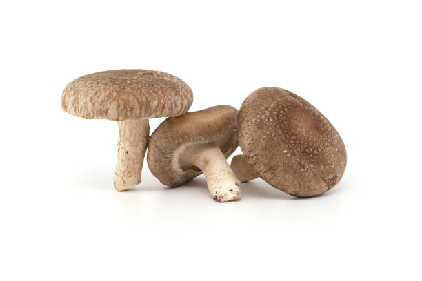 Fresh shiitake mushrooms over white background stock photo