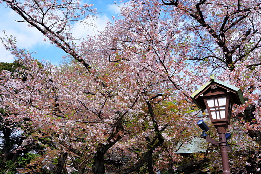Hiroshima, Japan-November 15, 2014:Shukkei-en is a historic Japanese garden in the city of Hiroshima, Japan. 