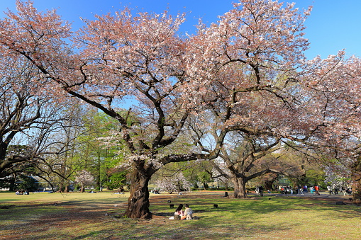 Tokyo, Japan- April 2nd, 2023: Shinjuku Gyoen National Garden with spring cherry blossom (sakura ) in Shinjuku City, Tokyo, japan