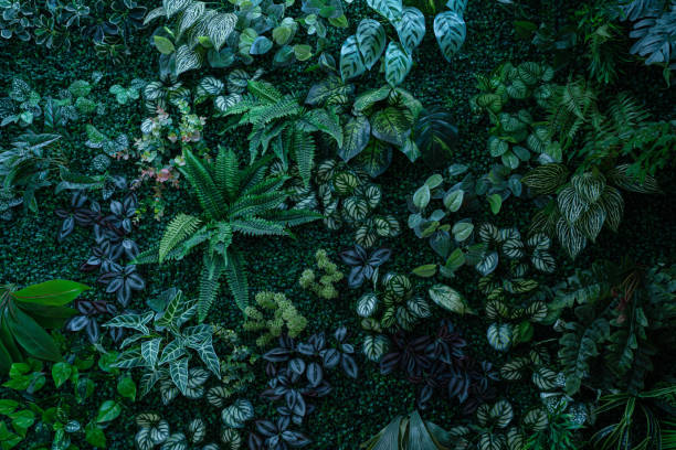 istock Group of dark green tropical leaves background. 1694706807