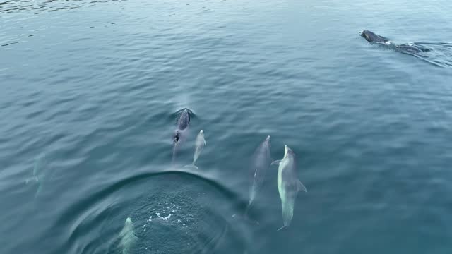 A family Pod of Bottlenose Dolphins and their young swimming in Cushendun Bay County Antrim Northern Ireland