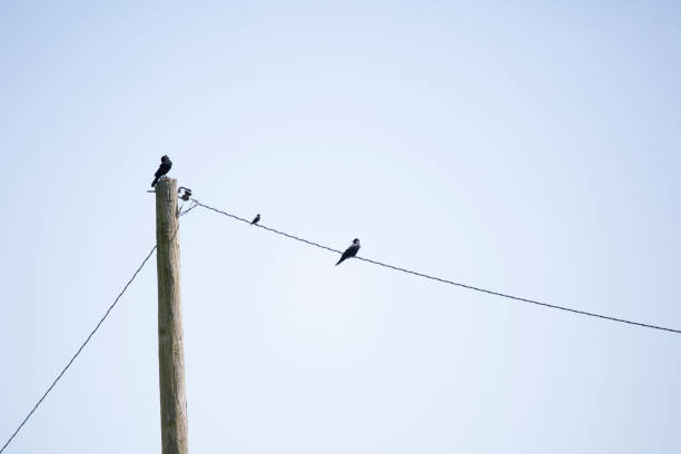 istock Chihauhuan Ravens and Brown-Headed Cowbird 1694707883