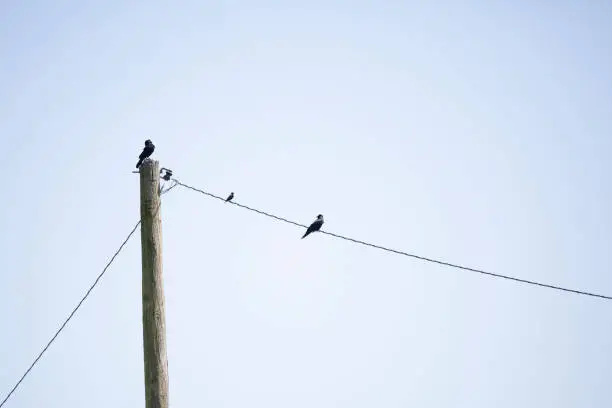 Pair of Chihauhuan ravens (Corvus cryptoleucus) with a brown-headed cowbird (Molothrus ater) on a wire