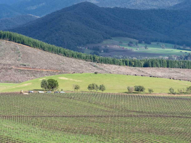 istock Winter grape vines and paddocks 1694710651