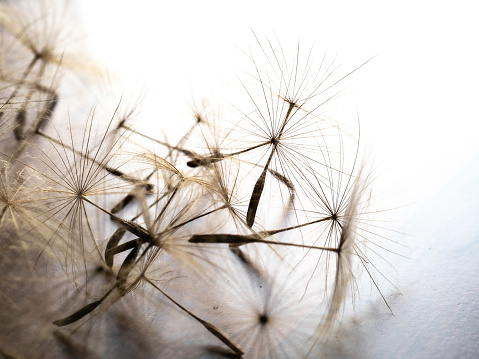 Close up of salsify seed in silhouette