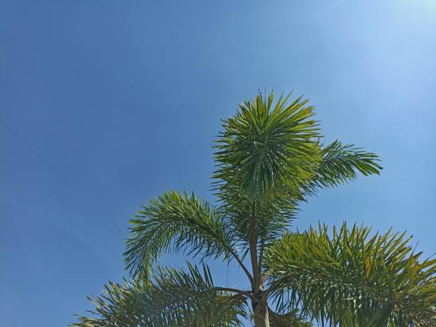 istock palm leaves against a blue sky background 1694718204