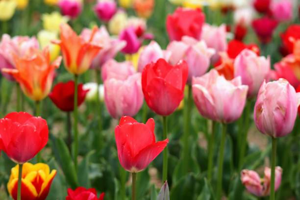 istock Beautiful tulip scenery in Japan 1694721553