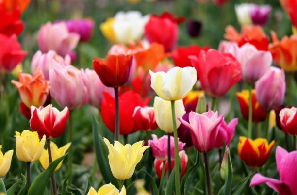 istock Beautiful tulip scenery in Japan 1694721567