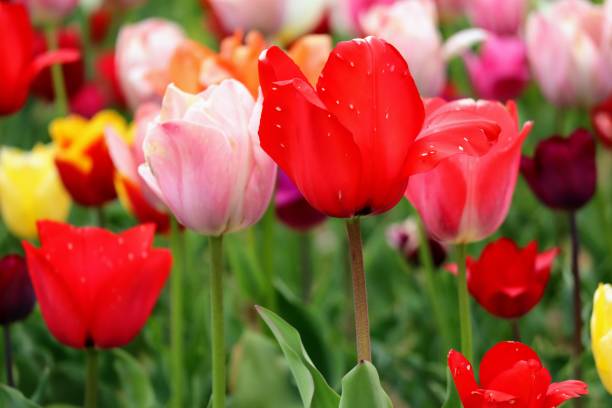 istock Beautiful tulip scenery in Japan 1694723752