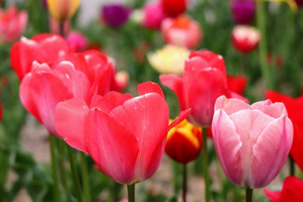 istock Beautiful tulip scenery in Japan 1694723754