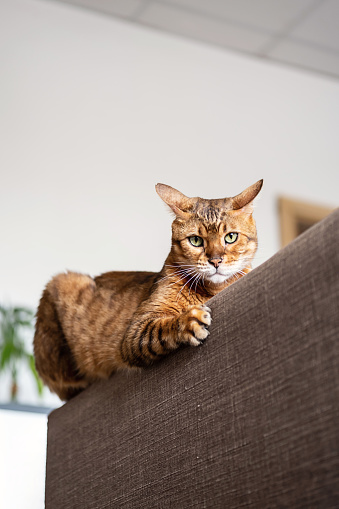 Funny Bengal cat lying on back of couch.