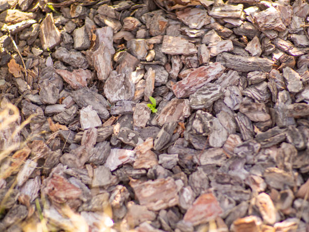 istock Texture of a pine bark mulch used for horticulture for preventing weed growth 1694763314