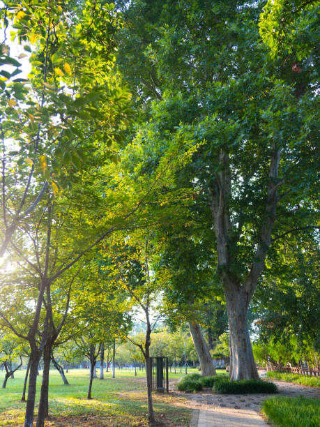 istock Nanjing Xuanwu Lake scenery 1694775151