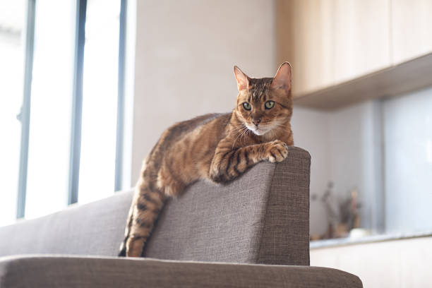 istock Bengal cat bored and lying on back of sofa. 1694776766