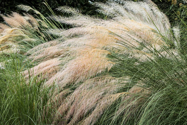 istock Grass Stipa ichu, Peruvian Feather Grass field, Chinese silver grass in the field 1694783179