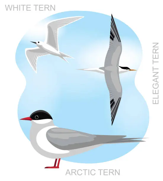 Vector illustration of Cute Bird Arctic Tern Set Cartoon Vector