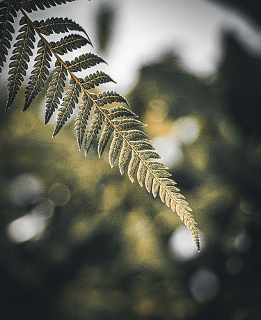 New Zealand silver fern in sunlight