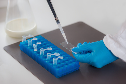 Putting samples on glass slide with pipette for milk quality analysis in a laboratory