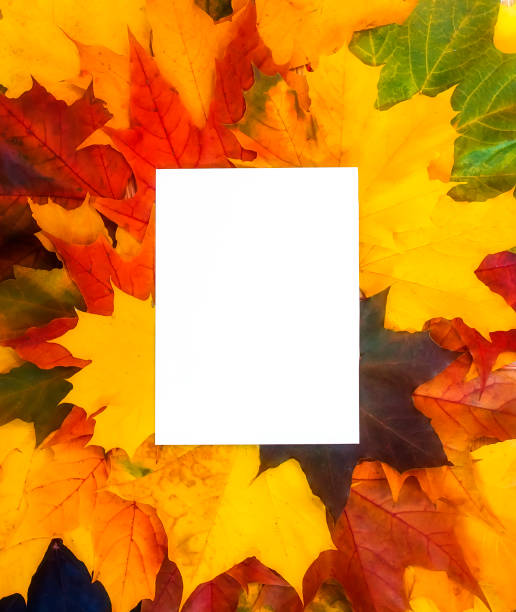 istock White background for text on autumn leaves. Autumn background 1694815119