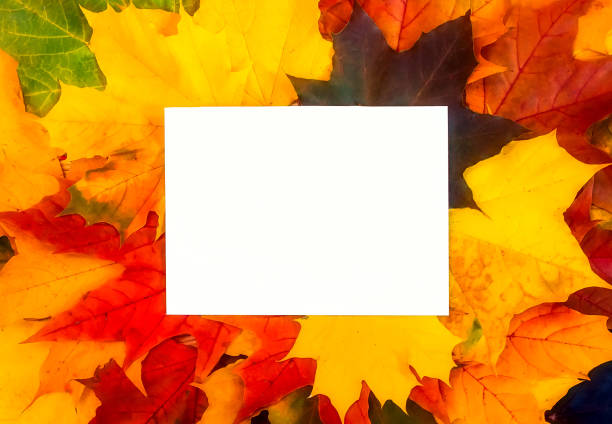 istock White background for text on autumn leaves. Autumn background 1694815150
