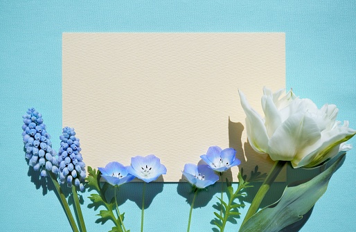 Tulip flowers in blue envelope with greeting card on blue background