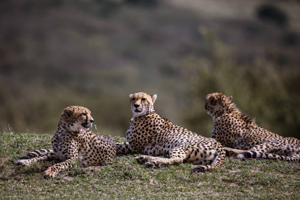 istock Group of Masai Mara cheetahs relaxing in grass. 1694820126