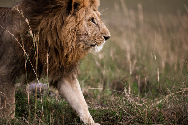 istock Male lion walking in the wild. 1694821686