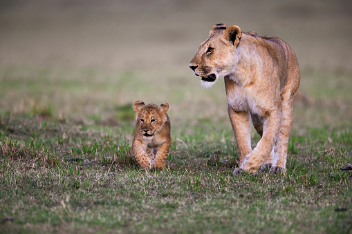 Lion cub walking with lioness in the wild.