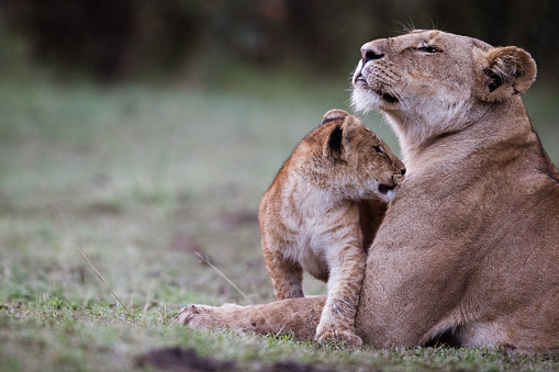 Cute lion cub relaxing with lioness in nature. Copy space.