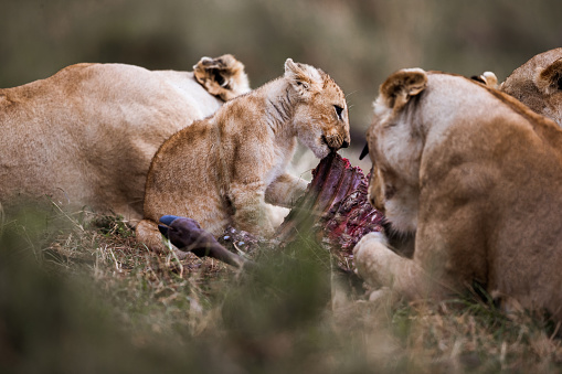 Lionesses and small cub eating in the wild.