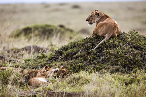 Lion cubs relaxing with lioness in the wild. Copy space.