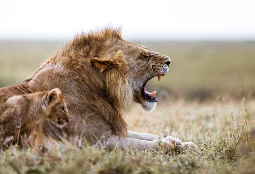 Portrait of a Beautiful lion, lion in dark