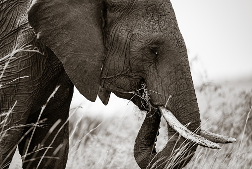 Black and white photography of African elephant in Masai Mara national reserve.