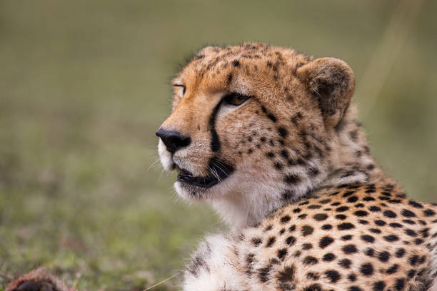 istock Masai Mara cheetah relaxing in nature. 1694826488