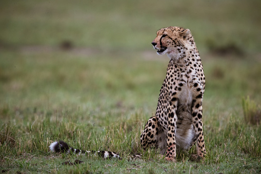 Masai Mara cheetah sitting in grass. Copy space.