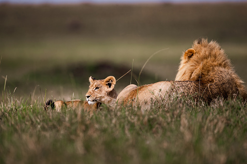 Lion cub with a lion in the wild.