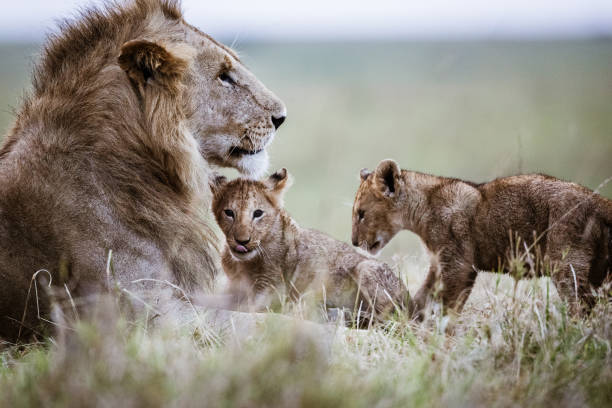 Lioness with cubs