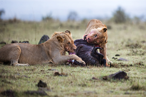 Young male lion and lioness eating their hunt in the wild. Copy space.