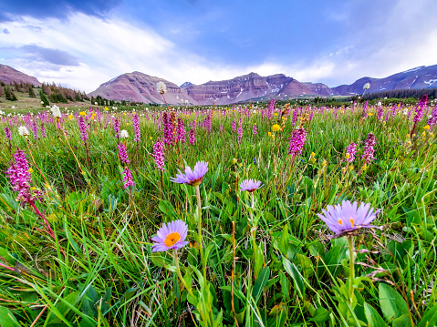 A bloom of wildflowers near the base of King’s Peak in Utah