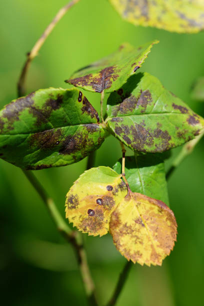 istock Plant disease in roses such as mildew or rust are common. Leaf spot disease black spot - Diplocarpon rosae, caused by a fungal infection. Closeup 1694846741