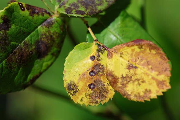 istock Plant disease in roses such as mildew or rust are common. Leaf spot disease black spot - Diplocarpon rosae, caused by a fungal infection. Closeup 1694847856