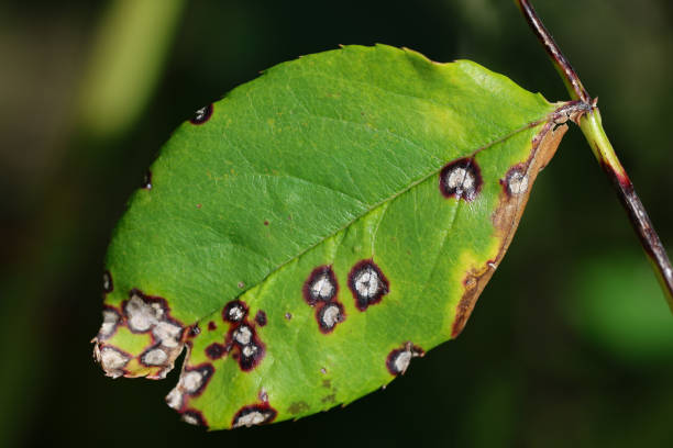 istock Plant disease in roses such as mildew or rust are common. Leaf spot disease black spot - Diplocarpon rosae, caused by a fungal infection. Closeup 1694847916