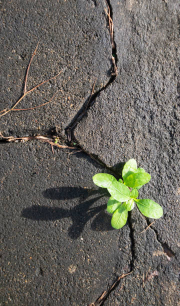 istock A view from the top of a tree growing on concrete. 1694851302